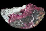 Vibrant, Magenta Erythrite Crystals - Morocco #93594-1